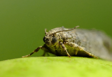 Informe de acumulación regional de carpogrados Informe de acumulación regional de carpogrados