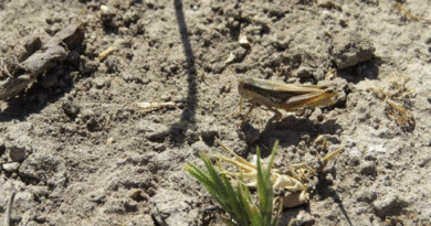 Se detectaron nacimientos de tucuras de alas manchadas en campos de Neuquén