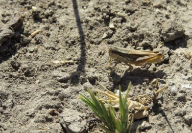 Se detectaron nacimientos de tucuras de alas manchadas en campos de Neuquén Se detectaron nacimientos de tucuras de alas manchadas en campos de Neuquén