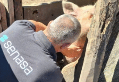 Continúan acciones de vigilancia epidemiológica en establecimientos porcinos