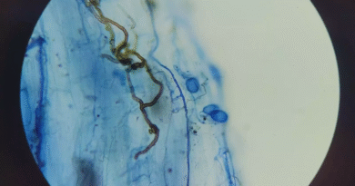 Estudian microorganismos nativos para el control de malezas en pastizales