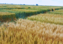 Cosecha récord de trigo: el análisis de calidad como clave de manejo