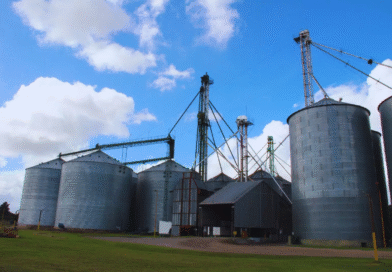 Pautas para reducir el riesgo de mezclas en la cosecha y minimizar pérdidas Pautas para reducir el riesgo de mezclas en la cosecha y minimizar pérdidas