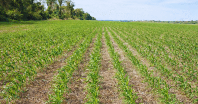 El sistema de corte línea a línea transforma la siembra argentina