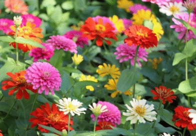 La planta perfecta para sembrar en diciembre y llenar el verano de flores y mariposas
