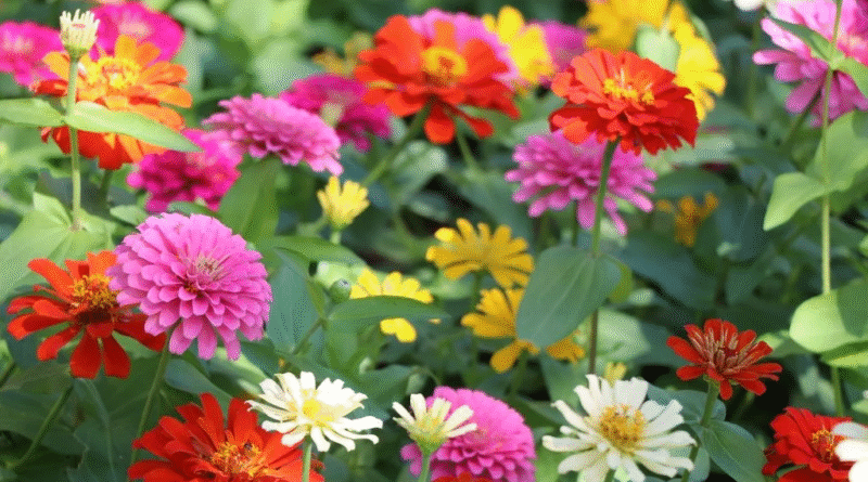 La planta perfecta para sembrar en diciembre y llenar el verano de flores y mariposas