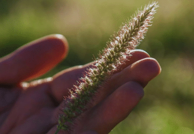 Buffel grass: una alternativa forrajera para recuperar áreas degradadas Buffel grass: una alternativa forrajera para recuperar áreas degradadas