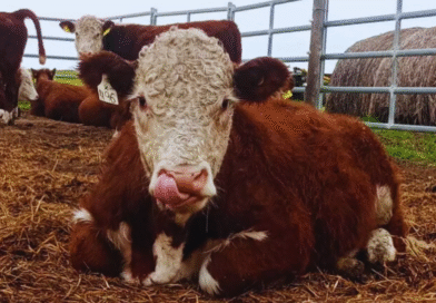 Toritos Hereford: presentan el primer estudio que vincula eficiencia y producción