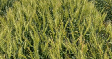 Los nanofertilizantes incrementan la productividad de los cultivos