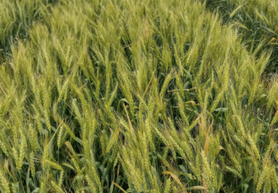 Los nanofertilizantes incrementan la productividad de los cultivos