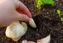 Tres formas de usar dientes de ajo para alejar plagas y mantener tus plantas saludables