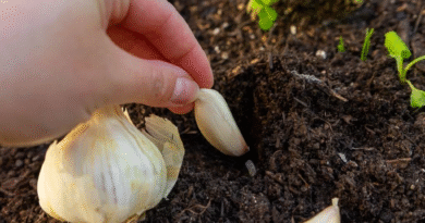 Tres formas de usar dientes de ajo para alejar plagas y mantener tus plantas saludables