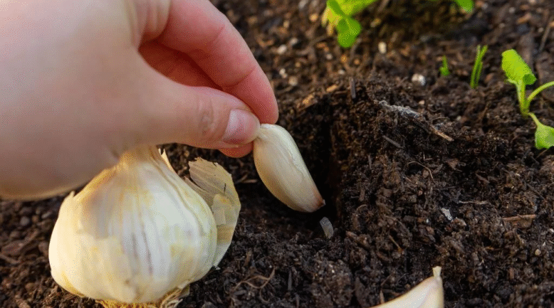 Tres formas de usar dientes de ajo para alejar plagas y mantener tus plantas saludables