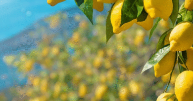 Lo que no sabías que podían hacer los saquitos de té por tu limonero: un truco simple con efectos reales