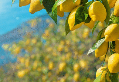 Lo que no sabías que podían hacer los saquitos de té por tu limonero: un truco simple con efectos reales