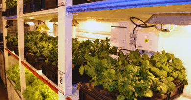 Desarrollan un módulo hidropónico para producir vegetales en espacios reducidos