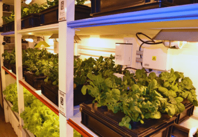 Desarrollan un módulo hidropónico para producir vegetales en espacios reducidos