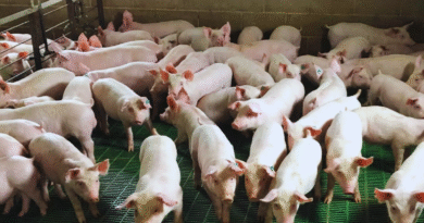 El uso de efluentes porcinos aumenta el rinde de soja