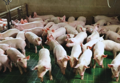 El uso de efluentes porcinos aumenta el rinde de soja