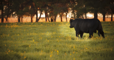 Medidas de control y prevención contra la leptospirosis en la producción animal
