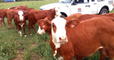 Uso de recursos forrajeros diferidos para la recría de vaquillas