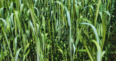 Triticale, una especie en expansión con dos nuevos cultivares desarrollados por el INTA