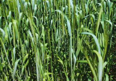 Triticale, una especie en expansión con dos nuevos cultivares desarrollados por el INTA