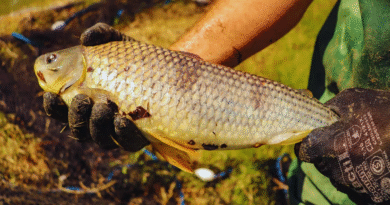 La boga, una especie clave para el desarrollo acuícola nacional