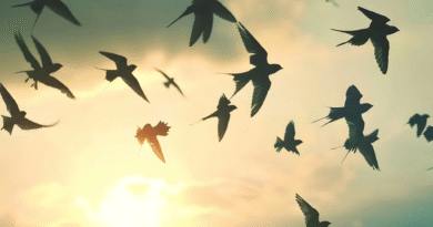 Cómo hacen las golondrinas para volver cada año al mismo nido después de volar miles de kilómetros