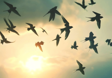 Cómo hacen las golondrinas para volver cada año al mismo nido después de volar miles de kilómetros