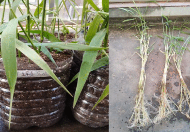 Pasto Tangola, alto potencial productivo y adaptación a distintos tipos de suelos.