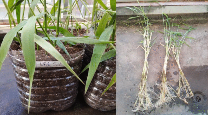 Pasto Tangola, alto potencial productivo y adaptación a distintos tipos de suelos.