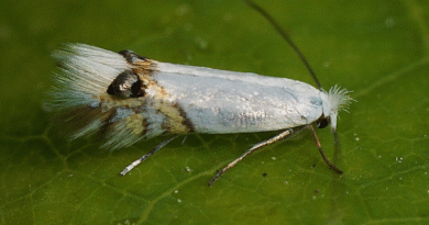 Alerta sanitaria sobre la “polilla del alamo” detectada en un campo de Río Negro.
