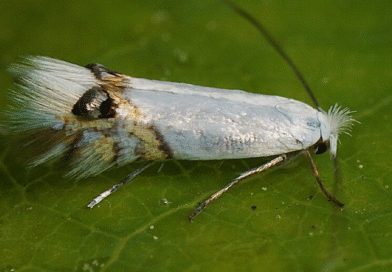 Alerta sanitaria sobre la “polilla del alamo” detectada en un campo de Río Negro.