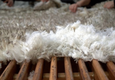 Nueva categoría facilita exportación de lana sucia desde establecimientos rurales