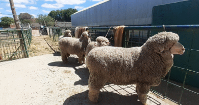 Requisitos para el ingreso de reproductores ovinos a exposiciones en zonas libres de sarna