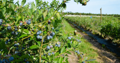 En 2025 se certificó exportación de más de 4200 toneladas de arándanos