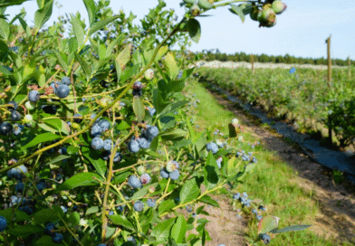 En 2025 se certificó exportación de más de 4200 toneladas de arándanos En 2025 se certificó exportación de más de 4200 toneladas de arándanos