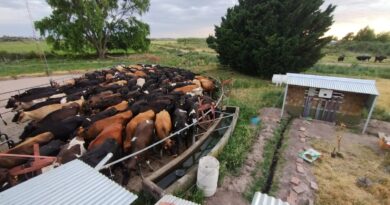 Sabias que podés generar hasta el 100% de la energía que consumis en tu explotación agrícola o ganadera?