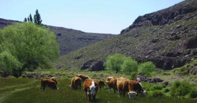 Mejorar la fertilidad y productividad de los suelos con carbono