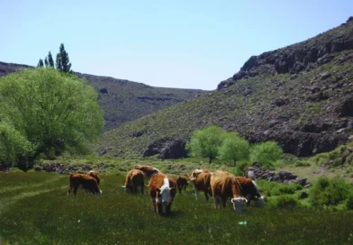 Mejorar la fertilidad y productividad de los suelos con carbono
