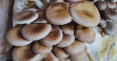 A partir de hongos comestibles, desarrollan alimentos funcionales
