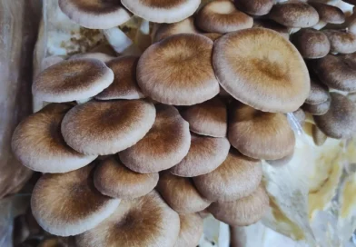 A partir de hongos comestibles, desarrollan alimentos funcionales