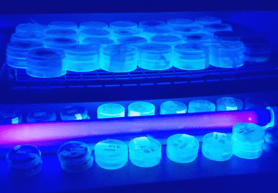 Maíz: identifican genes que ayudan a resistir enfermedades de la espiga Maíz: identifican genes que ayudan a resistir enfermedades de la espiga