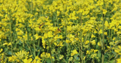 Analizar la calidad de granos, clave para la agroindustria argentina