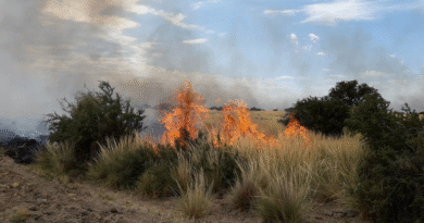 Incendios sin tregua: pérdidas productivas, ganado afectado y máxima alerta