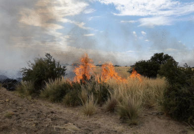 Incendios sin tregua: pérdidas productivas, ganado afectado y máxima alerta
