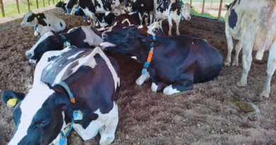 Con tecnologías de precisión, es posible anticiparse al estrés térmico en vacas