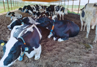 Con tecnologías de precisión, es posible anticiparse al estrés térmico en vacas