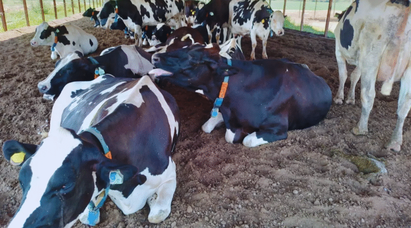 Con tecnologías de precisión, es posible anticiparse al estrés térmico en vacas